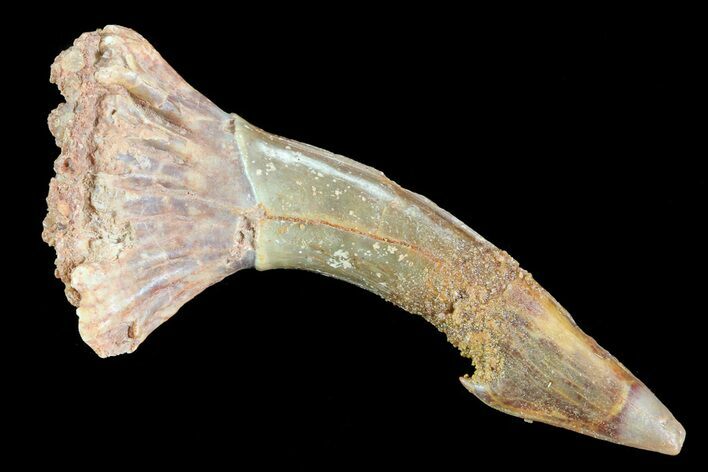 Cretaceous Giant Sawfish (Onchopristis) Rostral Barb #72742